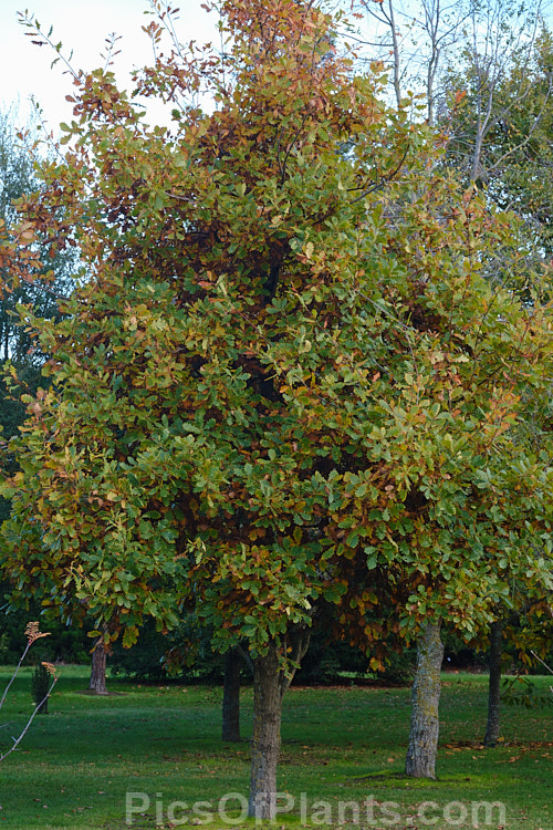 Mongolian Oak (<i>Quercus mongolica</i>) in autumn. This very frost hardy, deciduous tree is native to Japan, Korea, Mongolia and neighbouring areas of China and Siberia. It can grow to as much as 30m tall, though 18m is the norm, an it has a broad and dense crown. It develops very little autumn foliage colour, the leaves simply browning off, often remaining hanging on the tree well into winter. Order: Fagales, Family: Fagaceae
