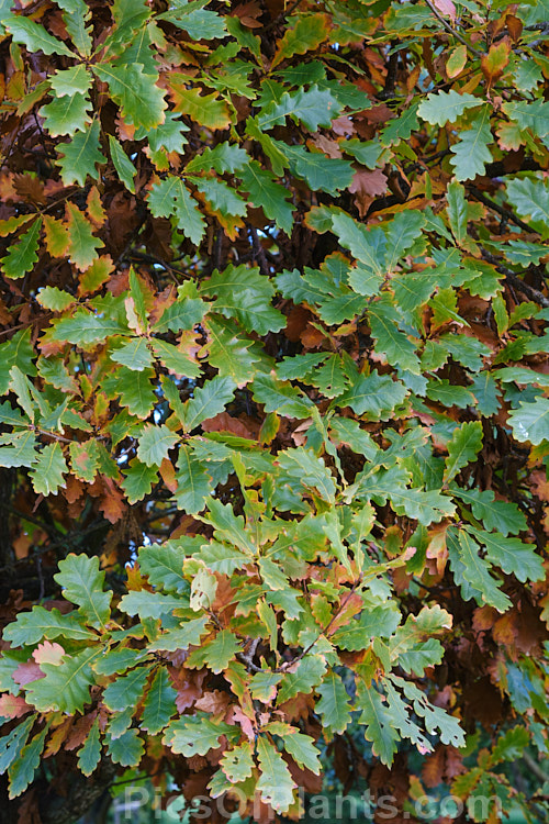 Mongolian Oak (<i>Quercus mongolica</i>) in autumn. This very frost hardy, deciduous tree is native to Japan, Korea, Mongolia and neighbouring areas of China and Siberia. It can grow to as much as 30m tall, though 18m is the norm, an it has a broad and dense crown. It develops very little autumn foliage colour, the leaves simply browning off, often remaining hanging on the tree well into winter. Order: Fagales, Family: Fagaceae