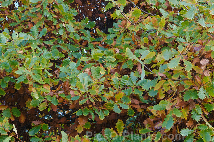 Mongolian Oak (<i>Quercus mongolica</i>) in autumn. This very frost hardy, deciduous tree is native to Japan, Korea, Mongolia and neighbouring areas of China and Siberia. It can grow to as much as 30m tall, though 18m is the norm, an it has a broad and dense crown. It develops very little autumn foliage colour, the leaves simply browning off, often remaining hanging on the tree well into winter. Order: Fagales, Family: Fagaceae