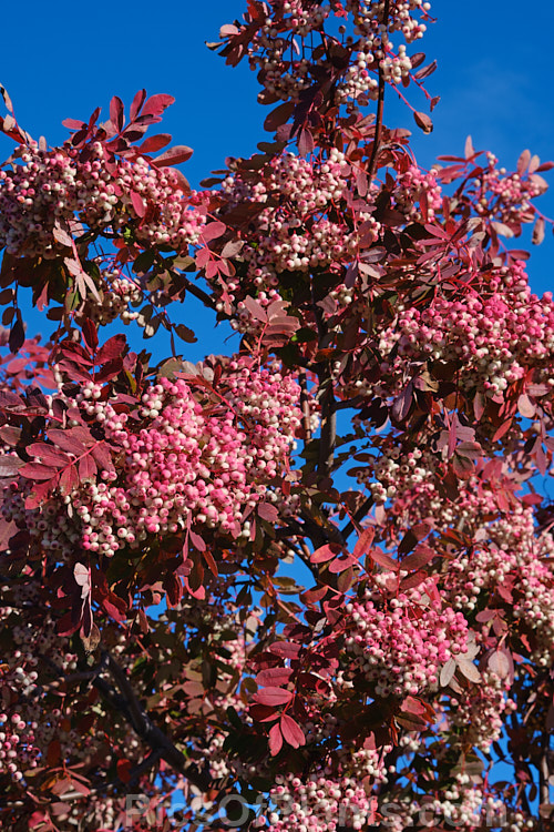 Hupeh Rowan or Hubei Rowan (<i>Sorbus hupehensis</i>), this rowan or mountain ash from central and western China is a small deciduous tree that grows to around 10m tall. The berries, initially creamy white, become pink-blushed as they ripen. Order: Rosales, Family: Rosaceae
