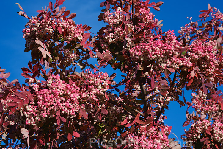 Hupeh Rowan or Hubei Rowan (<i>Sorbus hupehensis</i>), this rowan or mountain ash from central and western China is a small deciduous tree that grows to around 10m tall. The berries, initially creamy white, become pink-blushed as they ripen. Order: Rosales, Family: Rosaceae