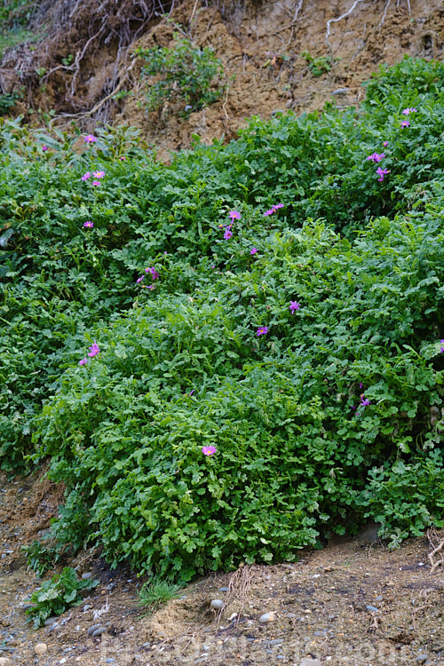 Wild Cineraria, Purple Ragwort or Purple Groundsel (<i>Senecio elegans</i>), a summer-flowering semi-succulent annual or short-lived perennial up to 60cm high and wide. Originally native to southern Africa, it has now naturalised in many mild coastal areas around the world. Order: Asterales, Family: Asteraceae