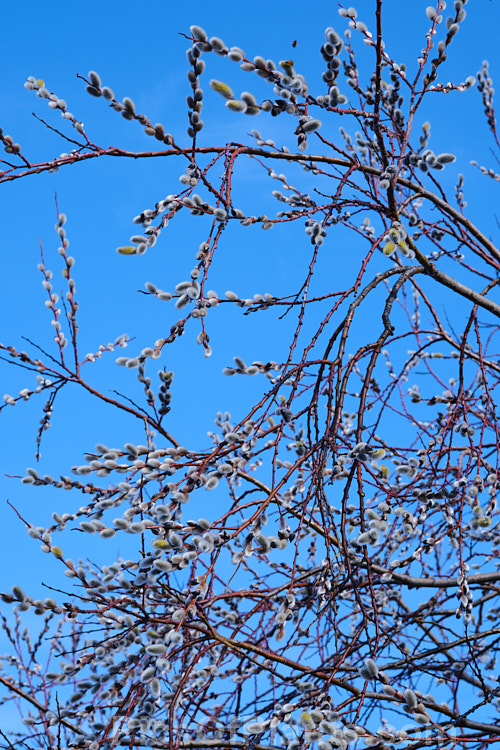 Pussy Willow (<i>Salix caprea</i>), a European and northeast Asian deciduous shrub or small tree cultivated for its fluffy spring catkins. Rather invasive, it naturalises freely and often grows wild on riverbanks. Order: Malpighiales, Family: Salicaceae