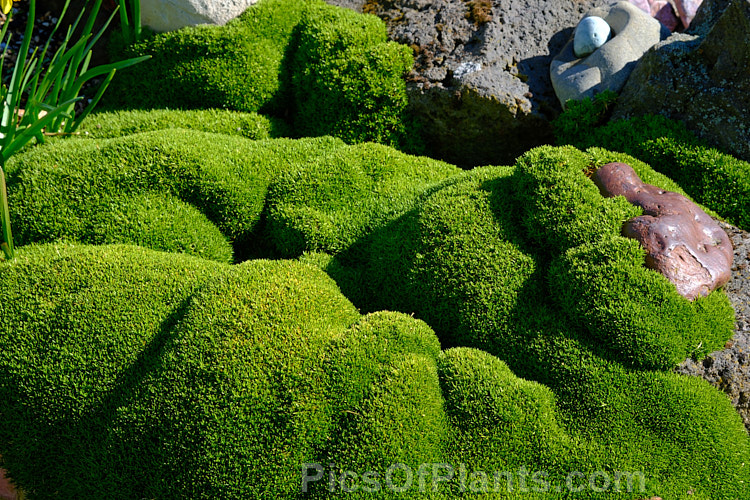 <i>Scleranthus biflorus</i>, a spreading evergreen perennial that forms a dense cushion of minute leaves. In late spring it produces tiny paired cream flowers. This species occurs in New Zealand, Tasmania and southern South America. Order: Caryophyllales, Family: Caryophyllaceae