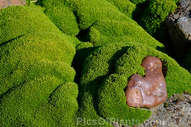 <i>Scleranthus biflorus</i>, a spreading evergreen perennial that forms a dense cushion of minute leaves. In late spring it produces tiny paired cream flowers. This species occurs in New Zealand, Tasmania and southern South America. Order: Caryophyllales, Family: Caryophyllaceae