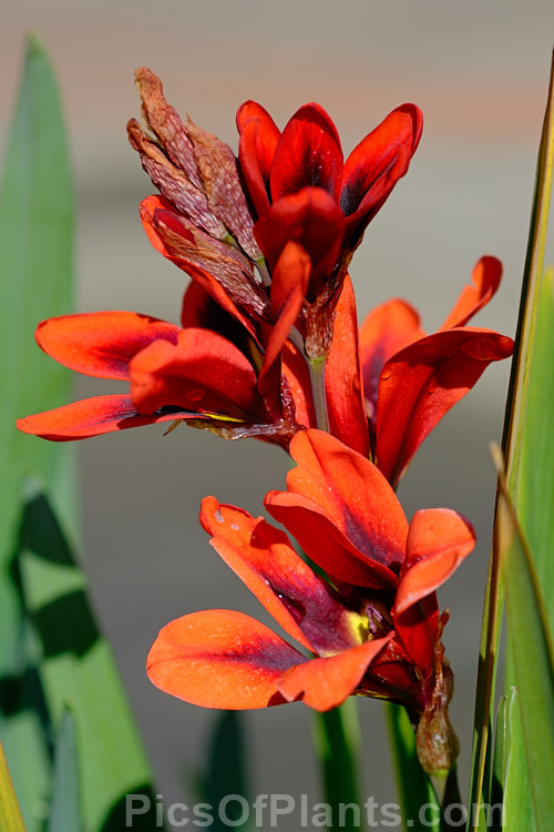 <i>Sparaxis tricolor</i>, a South African corm that flowers from late winter into spring. Its flowers occur in several colours and it will naturalise in suitably mild climates. Order: Asparagales, Family: Iridaceae
