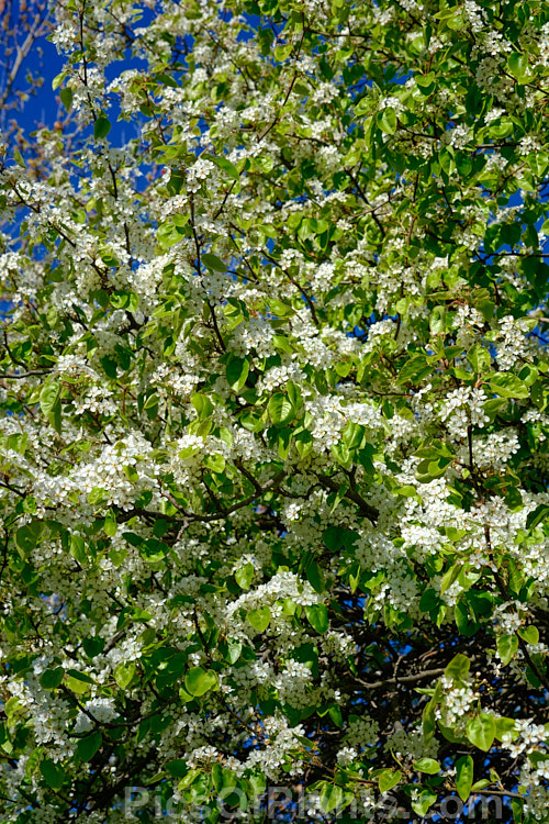 Callery Pear (<i>Pyrus calleryana</i>), a 10-15m tall deciduous tree native to China. Its spring flowers and vivid autumn foliage are attractive but the small fruits are very astringent. Order: Rosales, Family: Rosaceae