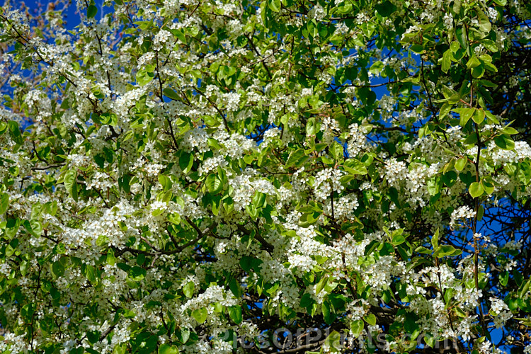 Callery Pear (<i>Pyrus calleryana</i>), a 10-15m tall deciduous tree native to China. Its spring flowers and vivid autumn foliage are attractive but the small fruits are very astringent. Order: Rosales, Family: Rosaceae