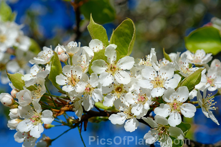Callery Pear (<i>Pyrus calleryana</i>), a 10-15m tall deciduous tree native to China. Its spring flowers and vivid autumn foliage are attractive but the small fruits are very astringent. Order: Rosales, Family: Rosaceae