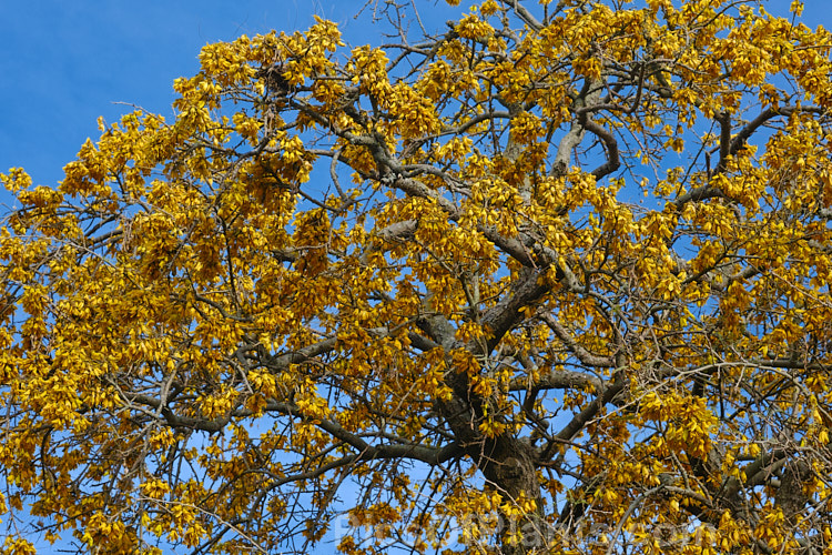 Kowhai (<i>Sophora tetraptera</i>), a briefly deciduous tree from New Zealand and Chile. Its flowers are rich in nectar, appear from late winter into spring (as the foliage drops</i>) and are a New Zealand national symbol. Order: Fabales, Family: Fabaceae