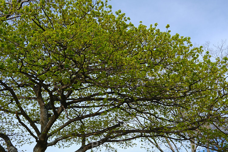 An old gnarled English Oak (<i>Quercus robur</i>) in early spring as the flowers and foliage develop. This large, round-headed deciduous tree is found from Britain to western Russia. It lives to a great age and can reach 40m tall, though 20-35m is more common. Order: Fagales, Family: Fagaceae