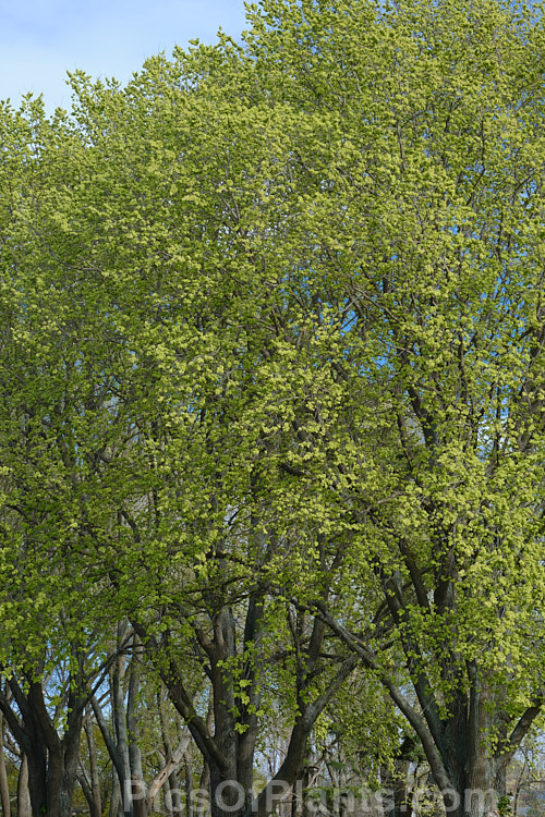 A stand of European Field Elm or Smooth-leaved Elm (<i>Ulmus carpinifolia</i> [syn. <i>Ulmus minor</i>]) with an abundance of samara. This deciduous tree is found through Europe to the Middle East, from the Baltics to Iran. It has a rather more erect habit and less wide spreading crown that most elms. Ulmaceae