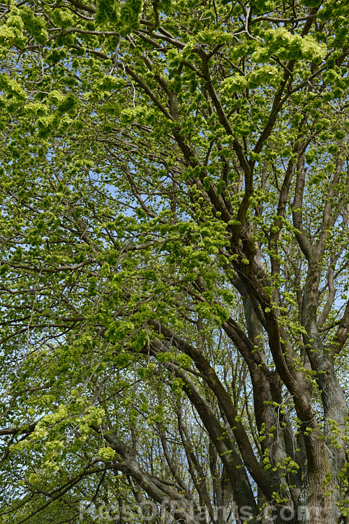 A stand of European Field Elm or Smooth-leaved Elm (<i>Ulmus carpinifolia</i> [syn. <i>Ulmus minor</i>]) with an abundance of samara. This deciduous tree is found through Europe to the Middle East, from the Baltics to Iran. It has a rather more erect habit and less wide spreading crown that most elms. Ulmaceae