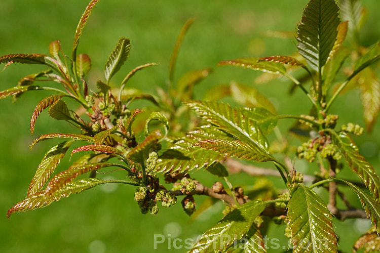 The young spring foliage and flower buds of the Chinese Cork Oak or Oriental Oak (<i>Quercus variabilis</i>), a round-headed deciduous oak to 25m tall, found in China, Japan and Korea. The bristly-cupped acorns take around 18 months to mature. Order: Fagales, Family: Fagaceae