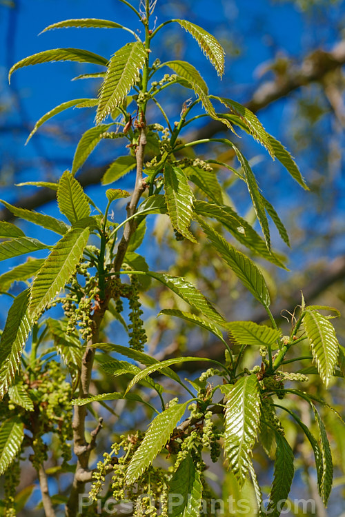 The young spring foliage and flower buds of the Chinese Cork Oak or Oriental Oak (<i>Quercus variabilis</i>), a round-headed deciduous oak to 25m tall, found in China, Japan and Korea. The bristly-cupped acorns take around 18 months to mature. Order: Fagales, Family: Fagaceae