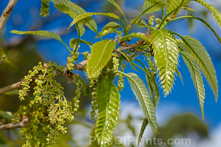 The young spring foliage and flower buds of the Chinese Cork Oak or Oriental Oak (<i>Quercus variabilis</i>), a round-headed deciduous oak to 25m tall, found in China, Japan and Korea. The bristly-cupped acorns take around 18 months to mature. Order: Fagales, Family: Fagaceae