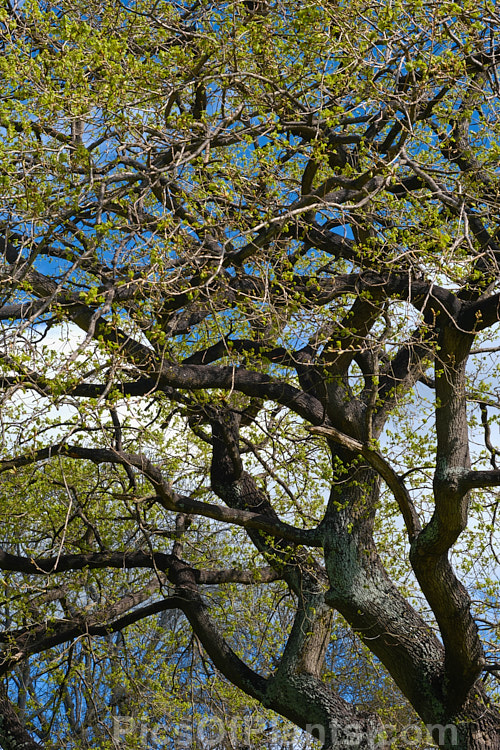 A rather contorted and weatherbeaten English Oak (<i>Quercus robur</i>), a large, round-headed deciduous tree found from Britain to western Russia. It lives to a great age and can reach 40m tall, though 20-35m is more common. Order: Fagales, Family: Fagaceae