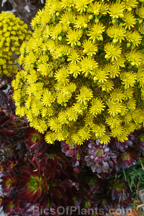 <i>Aeonium arboreum</i> 'Atropurpureum', a red-purple- to maroon-foliaged form (not as dark as 'Zwartkop') of a bushy succulent native to Gran Canaria Island The flowers open in early spring. Order: Saxifragales, Family: Crassulaceae