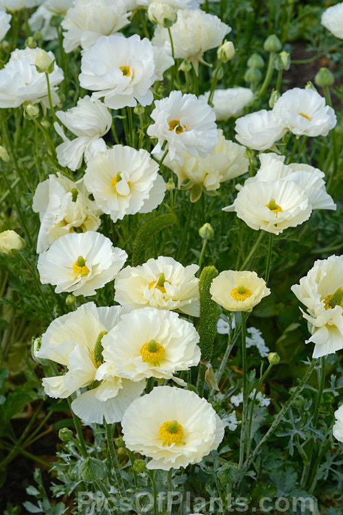 Typical of the large-flowered ranunculus, such as the Tecolote and Victoria hybrids, this showy, fully double bloom was open in early spring and the flower continue into summer. Order: Ranunculales, Family: Ranunculaceae