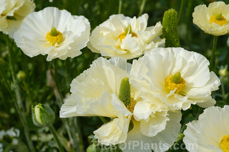 Typical of the large-flowered ranunculus, such as the Tecolote and Victoria hybrids, this showy, fully double bloom was open in early spring and the flower continue into summer. Order: Ranunculales, Family: Ranunculaceae
