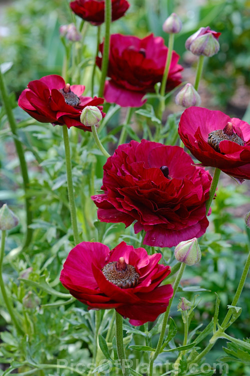 Typical of the large-flowered ranunculus, such as the Tecolote and Victoria hybrids, this showy, fully double bloom was open in early spring and the flower continue into summer. Order: Ranunculales, Family: Ranunculaceae