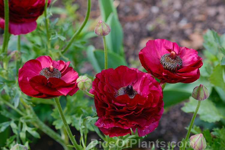 Typical of the large-flowered ranunculus, such as the Tecolote and Victoria hybrids, this showy, fully double bloom was open in early spring and the flower continue into summer. Order: Ranunculales, Family: Ranunculaceae