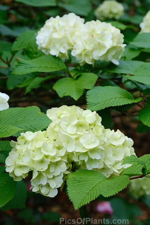 <i>Viburnum plicatum</i> 'Lanarth', a form of a common Chinese and Japanese spring-flowering deciduous shrub with spreading branches and slightly larger foliage than 'Mariesii', which it resembles. Order: Dipsacales, Family: Adoxaceae