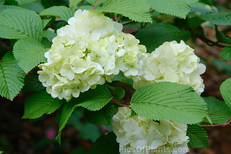 <i>Viburnum plicatum</i> 'Lanarth', a form of a common Chinese and Japanese spring-flowering deciduous shrub with spreading branches and slightly larger foliage than 'Mariesii', which it resembles. Order: Dipsacales, Family: Adoxaceae