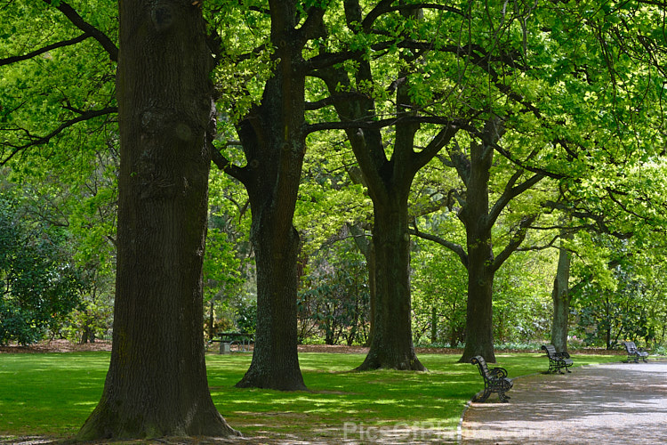 An avenue of English Oaks (<i>Quercus robur</i>) with their young spring foliage. This large, round-headed deciduous tree is found from Britain to western Russia. It lives to a great age and can reach 40m tall, though 20-35m is more common. Order: Fagales, Family: Fagaceae