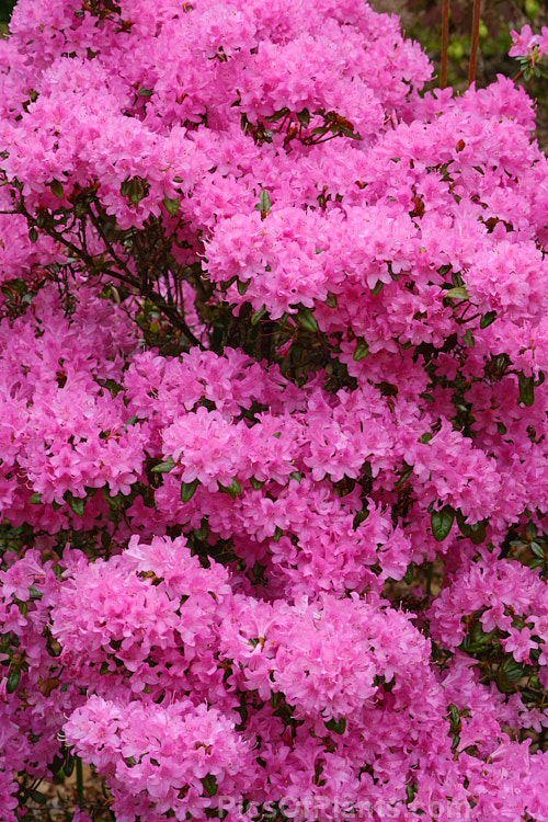 <i>Rhododendron davidsonianum</i>, a rather open, sometimes sparsely foliaged but heavy-flowering species that grows 2-5m tall. Native to southwest China at 2000-3300m altitude. Order: Ericales, Family: Ericaceae