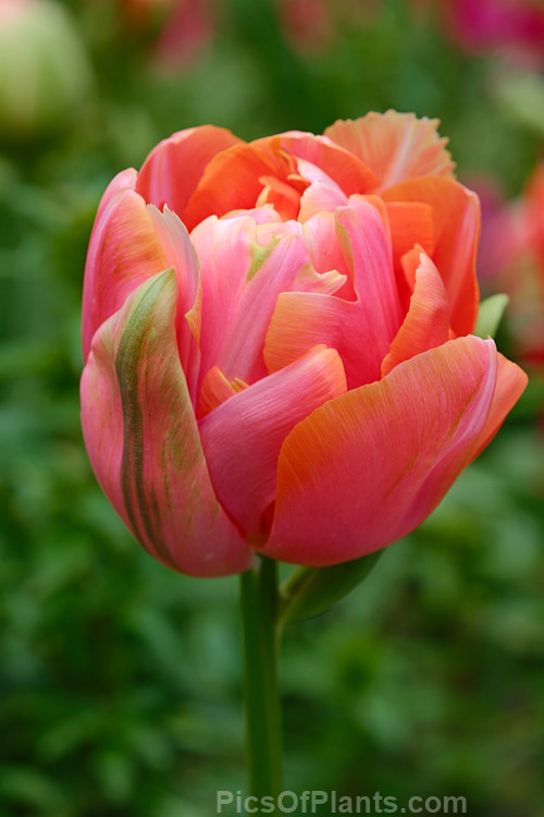 <i>Tulipa</i> 'Menton Unique' (sport of 'Menton'), a midseason to late-flowering double-flowered peony or Monet tulip. Order: Liliales, Family: Liliaceae