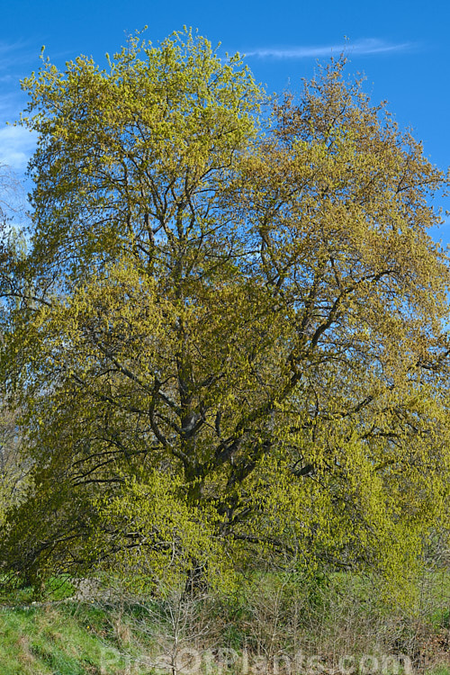 An oak with developing spring foliage and flower. The species is undetermined but could be <i>Quercus frainetto</i>. Order: Fagales, Family: Fagaceae