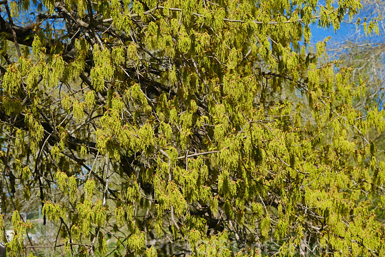 An oak with developing spring foliage and flower. The species is undetermined but could be <i>Quercus frainetto</i>. Order: Fagales, Family: Fagaceae