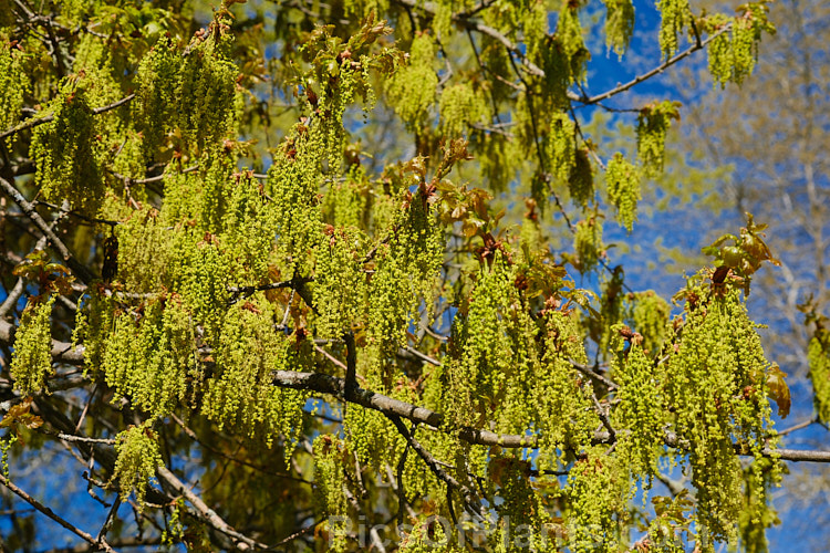 An oak with developing spring foliage and flower. The species is undetermined but could be <i>Quercus frainetto</i>. Order: Fagales, Family: Fagaceae
