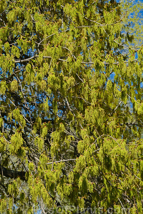 An oak with developing spring foliage and flower. The species is undetermined but could be <i>Quercus frainetto</i>. Order: Fagales, Family: Fagaceae