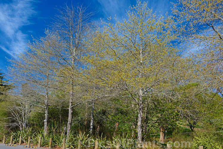 Pin Oak (<i>Quercus palustris</i>) with young spring foliage. This 20-35m tall deciduous tree is native to northeast North America. It has a columnar habit and often colours well in autumn, turning deep red. It can be distinguished from the similar Scarlet Oak (<i>Quercus coccinea</i>), by its small acorns, minute tufts of hairs in the forks of the veins on the undersides of its leaves and usually narrower, asymmetrical basal foliage lobes. Order: Fagales, Family: Fagaceae
