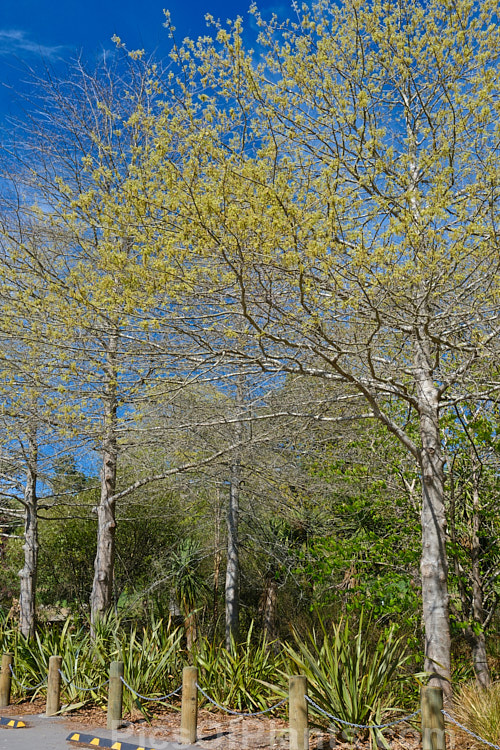 Pin Oak (<i>Quercus palustris</i>) with young spring foliage. This 20-35m tall deciduous tree is native to northeast North America. It has a columnar habit and often colours well in autumn, turning deep red. It can be distinguished from the similar Scarlet Oak (<i>Quercus coccinea</i>), by its small acorns, minute tufts of hairs in the forks of the veins on the undersides of its leaves and usually narrower, asymmetrical basal foliage lobes. Order: Fagales, Family: Fagaceae