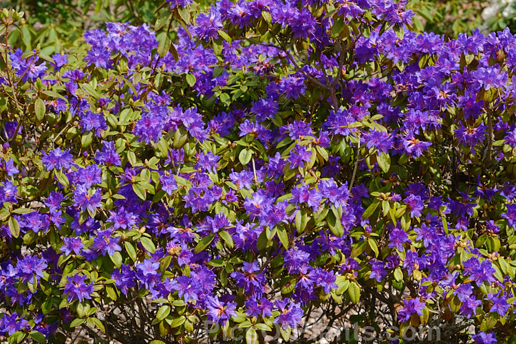 <i>Rhododendron augustinii</i> 'Electra', a deep violet blue-flowered cultivar of a medium-sized shrub or small tree native to southern China and Tibet. The flowers of 'Electra' are slightly larger and more bell-shaped than those of the species, often with distinctive reddish anthers. Order: Ericales, Family: Ericaceae