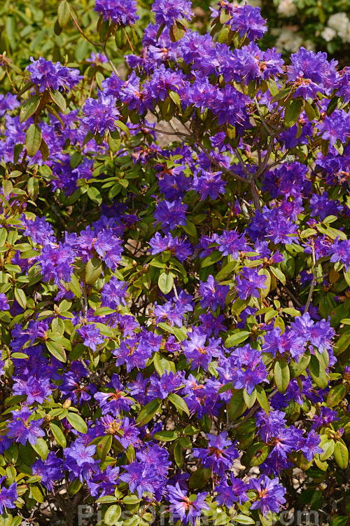<i>Rhododendron augustinii</i> 'Electra', a deep violet blue-flowered cultivar of a medium-sized shrub or small tree native to southern China and Tibet. The flowers of 'Electra' are slightly larger and more bell-shaped than those of the species, often with distinctive reddish anthers. Order: Ericales, Family: Ericaceae