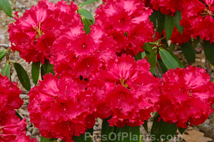 <i>Rhododendron</i> 'Freeman R. Stephens' (<i>The Hon. J-M de Montague' x white seedling</i>), 2-3m high shrub introduced by Stephens of the USA in 1973. Order: Ericales, Family: Ericaceae