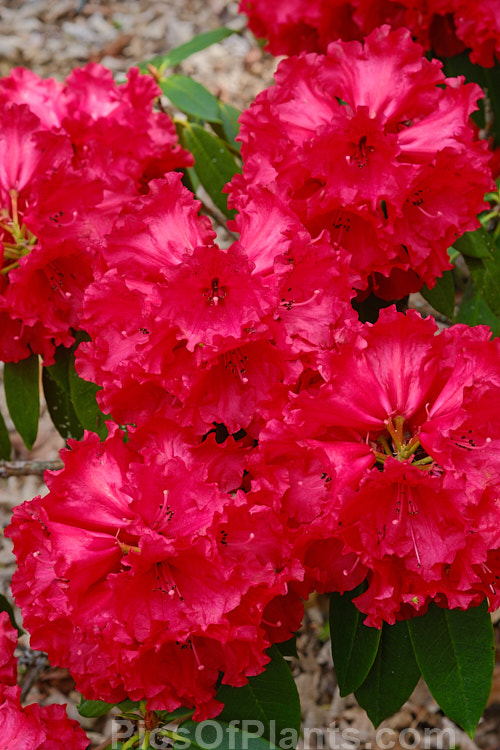 <i>Rhododendron</i> 'Freeman R. Stephens' (<i>The Hon. J-M de Montague' x white seedling</i>), 2-3m high shrub introduced by Stephens of the USA in 1973. Order: Ericales, Family: Ericaceae