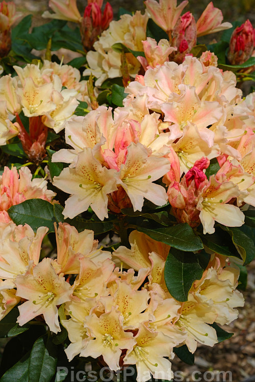 <i>Rhododendron</i> 'Dido' (<i>Rhododendron dichroanthum</i> x <i>Rhododendron decorum</i>), a mounding shrub up to 1.8m high and wide, raised by Eustace Wilding of England and introduced in 1934. It is now not common as a garden plant but has been hugely influential in the development of modern hybrids. Order: Ericales, Family: Ericaceae