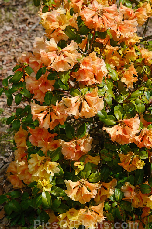 <i>Rhododendron</i> 'Trewithen Orange' ('Full House' x <i>Rhododendron cinnabarinum</i>), a 1.8-3.5m bush with rounded, glossy, leathery leaves and very distinctive flared tubular orange flowers. Raised by Johnstone of the UK before 1950. Order: Ericales, Family: Ericaceae