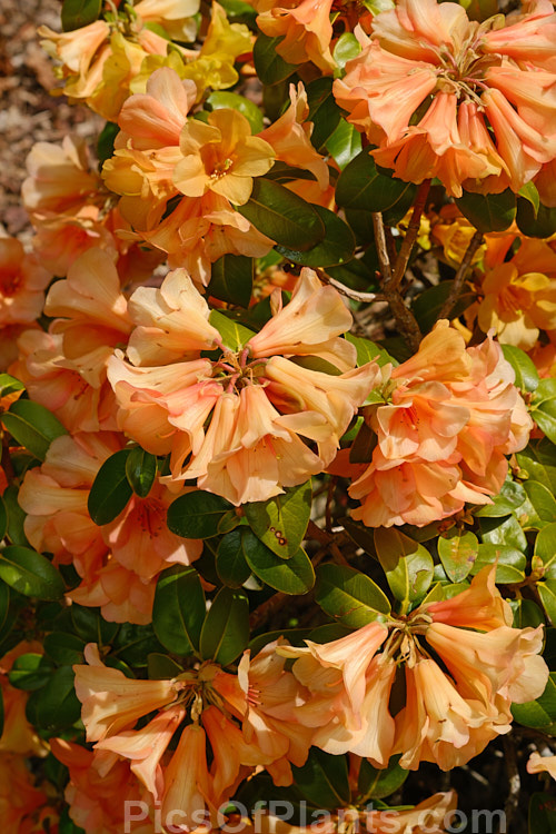 <i>Rhododendron</i> 'Trewithen Orange' ('Full House' x <i>Rhododendron cinnabarinum</i>), a 1.8-3.5m bush with rounded, glossy, leathery leaves and very distinctive flared tubular orange flowers. Raised by Johnstone of the UK before 1950. Order: Ericales, Family: Ericaceae