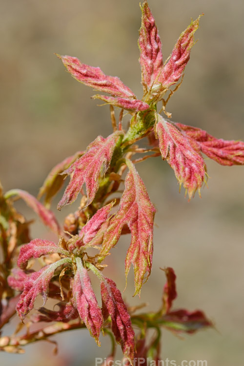 The young growth of the Hungarian Oak (<i>Quercus frainetto</i>), a deciduous tree up to 30m tall. Native to southern Italy, Turkey and the Balkans, it is notable for its pink-tinted young growth and tomentose acorn cups. Order: Fagales, Family: Fagaceae