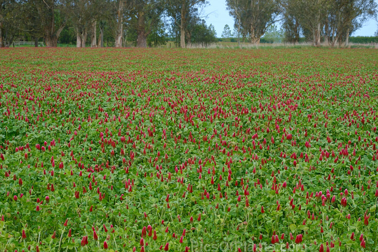 Crimson Clover or Italian Clover (<i>Trifolium incarnatum</i>), an annual or short-lived perennial clover originally native to Europe but now widely cultivated in the perennial zones. The inflorescence can be up to 5cm long. Order: Fabales, Family: Fabaceae