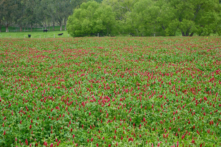 Crimson Clover or Italian Clover (<i>Trifolium incarnatum</i>), an annual or short-lived perennial clover originally native to Europe but now widely cultivated in the perennial zones. The inflorescence can be up to 5cm long. Order: Fabales, Family: Fabaceae