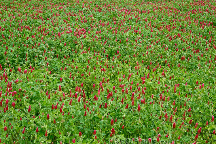Crimson Clover or Italian Clover (<i>Trifolium incarnatum</i>), an annual or short-lived perennial clover originally native to Europe but now widely cultivated in the perennial zones. The inflorescence can be up to 5cm long. Order: Fabales, Family: Fabaceae