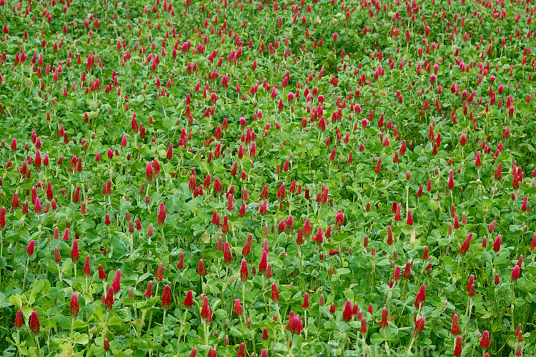 Crimson Clover or Italian Clover (<i>Trifolium incarnatum</i>), an annual or short-lived perennial clover originally native to Europe but now widely cultivated in the perennial zones. The inflorescence can be up to 5cm long. Order: Fabales, Family: Fabaceae