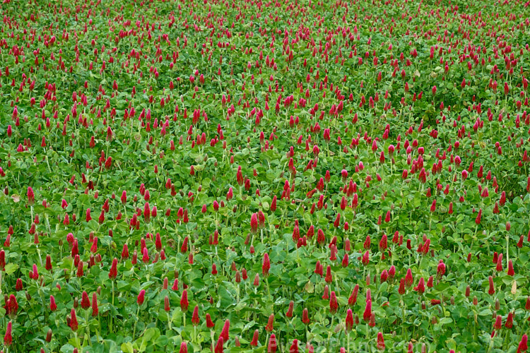 Crimson Clover or Italian Clover (<i>Trifolium incarnatum</i>), an annual or short-lived perennial clover originally native to Europe but now widely cultivated in the perennial zones. The inflorescence can be up to 5cm long. Order: Fabales, Family: Fabaceae